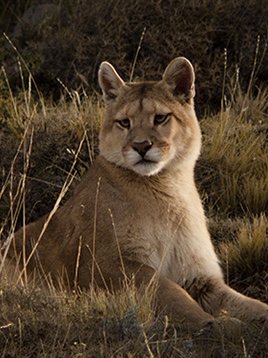 Puma Patagonia, Chile Patagonian International Marathon Conservation